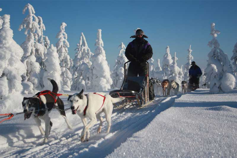 Finn-Jann Husky farm and accommodation